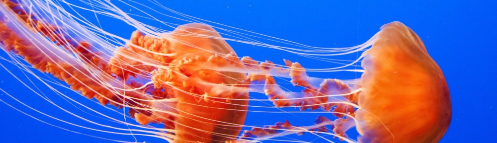 Química vs Picaduras de medusa y otros bichos