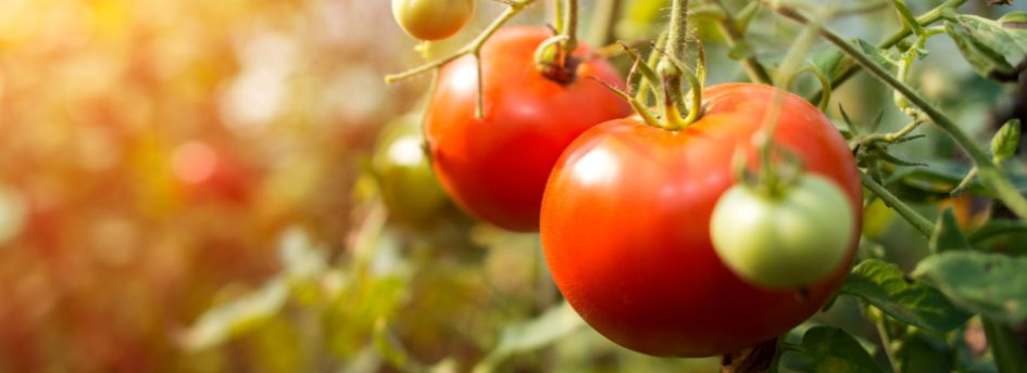 Fertilizante para tomates: Guía completa