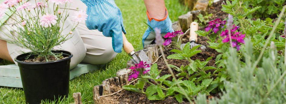 Bórax: Qué es y su utilidad en jardinería