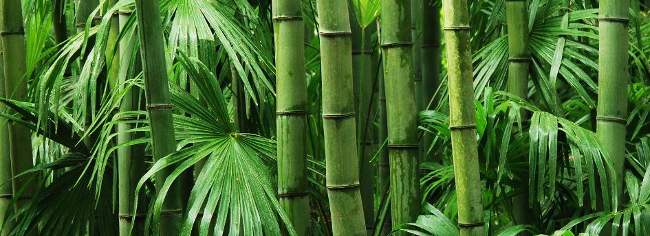 Fibra de bambú: Propiedades y beneficios